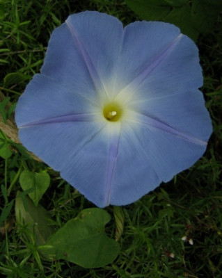 IMG_1608__Ipomoea_Himmelblau_44.jpg