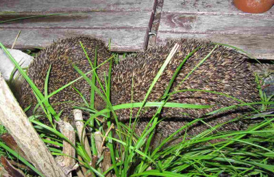 Igel_1_120707.jpg