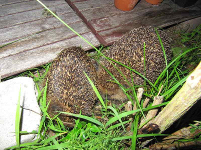 Igel_2_120707.jpg
