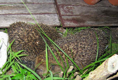 Igel_3_120707.jpg