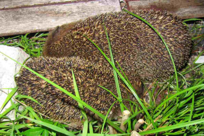 Igel_4_120707.jpg