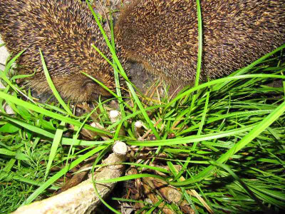 Igel_5_120707.jpg