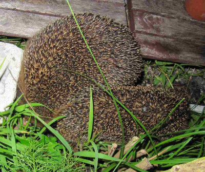 Igel_6_120707.jpg