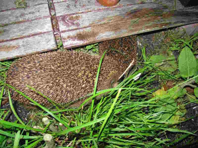 Igel_7_120707.jpg