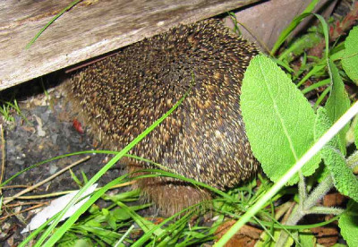 Igel_8_120707.jpg