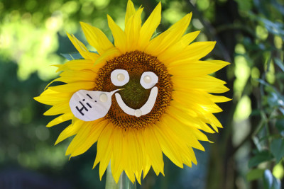 Sonnenblume-Hi.jpg
