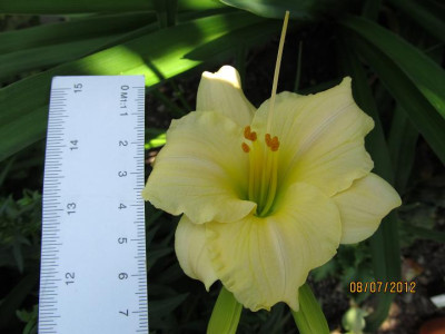 Hems_6_0018_098_Precious_de_Oro_Mastab_small.JPG