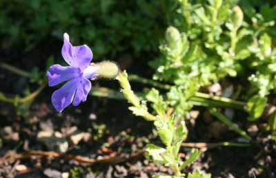 Cyananthus_microphyllus_Groenveranderung.JPG