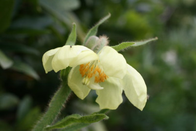 Mec._pseudointegrifolia.JPG