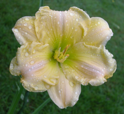 4._Fairy_Charme.jpg