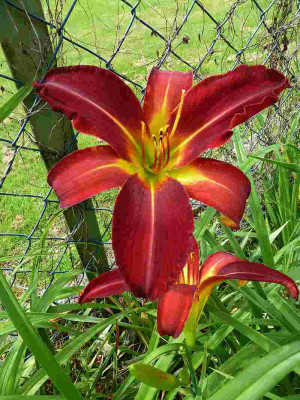 Velvet_Widow_P10408431.jpg
