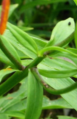 L.duchartrei-taliense.jpg