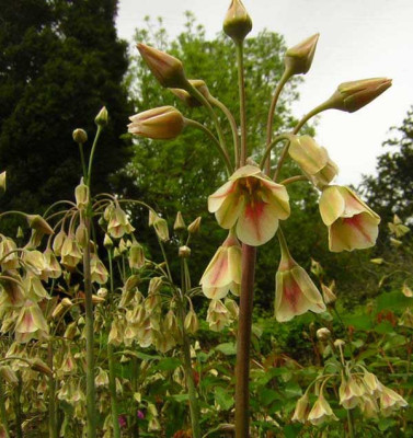 77Nectaroscordum_siculum_bulgaricum.jpg