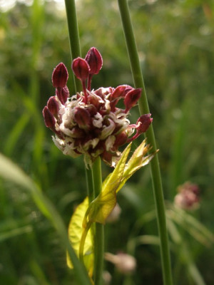 allium_sp.jpg