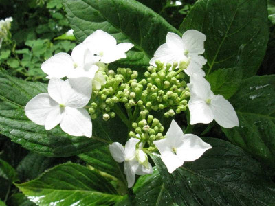 Lannarth_White_Gartenpur.jpg