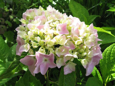 Semperflorens_Gartenpur.jpg