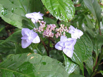 myamae_yae_murasaki_Gartenpur.jpg