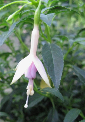 Fuchsia_magellanica_var._molinae_Gartenpur.jpg