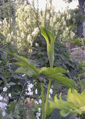 Arisaema_tortuosumRimg0460.JPG