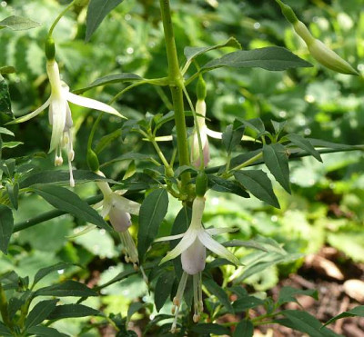 f_magellanica_alba_2011-08-28_138.jpg