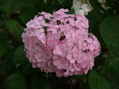 h_serrata_preziosa_2012-07-07_017.jpg