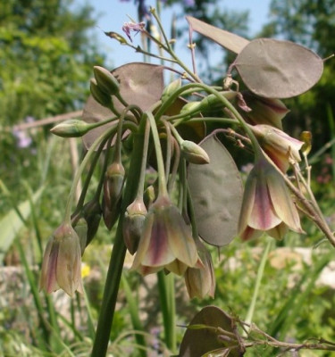 nectaroscordium_siculum.jpg