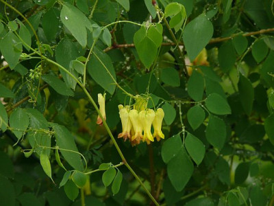 dicentra_scandens_oder_so_2012-07-08_137.jpg