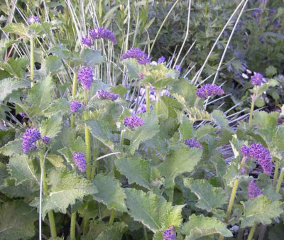 Salvia_verticillata_Purple_RainRimg0472.JPG