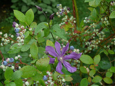 cl_integrifolia_miranda_2012-07-07_009.jpg