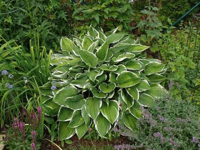 hosta_francee_2012-06-17_829.jpg