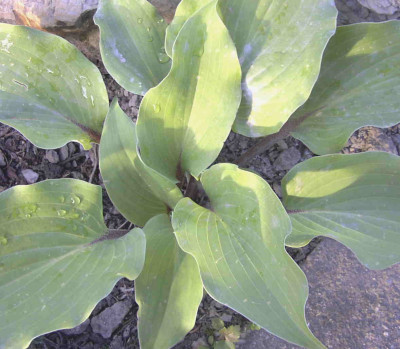 Hosta_Harry_van_de_LaarRimg0474.JPG