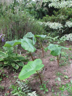 arisaema_0444.jpg