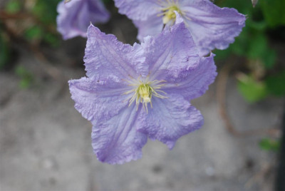 C2739_Large.JPG