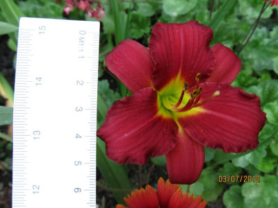 Hems_6_0018_013_Stella_in_Red_Mastab_small.JPG
