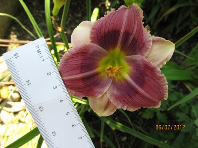 Hems_6_0018_057_Pugsley_Mastab_small.JPG