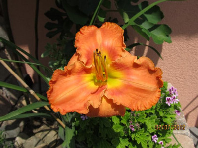 Hems_6_0018_009_Early_Fragrance_perfekt_small.JPG