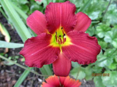 Hems_6_0018_014_Stella_in_Red_small.JPG