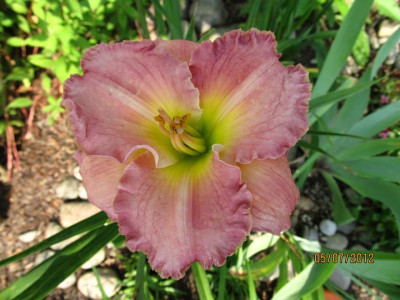 Hems_6_0018_033_Blue_Pink_Beauty_small.JPG