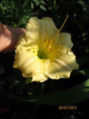 Hems_6_0018_039_Precious_de_Oro_small.JPG