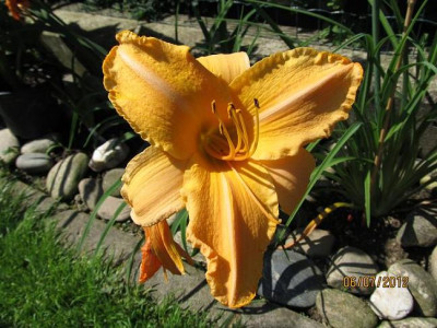 Hems_6_0018_048_Ruffled_Apricot_perfekt_small.JPG