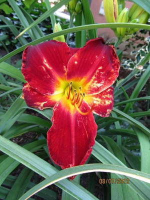 Hems_6_0018_083_Berlin_Red_Velvet_ugly_small.JPG