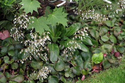 Sax_stolonifera_09.07.12web.jpg