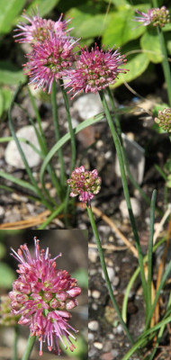 Allium_kermesinum_09.07.12web.jpg