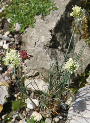 Allium_saxatile_09.07.12web.jpg