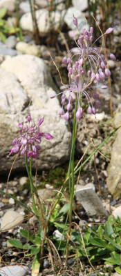 Allium_sp_Vitoscha_09.07.12web.jpg