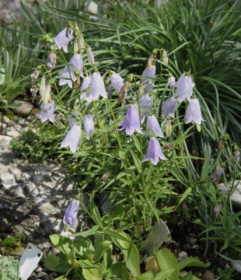 Adenophora_09.07.12web.jpg