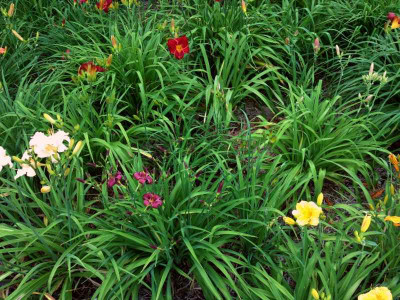 tagliliengarten-auf-dem-weg3.jpg