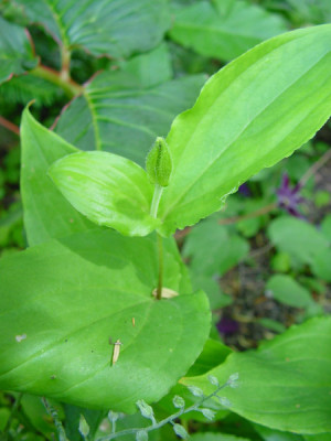 lilium_knorbsii.jpg