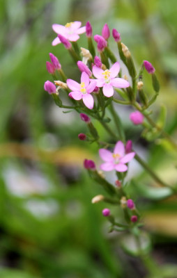 Centaurium_erythraea_09.07..jpg