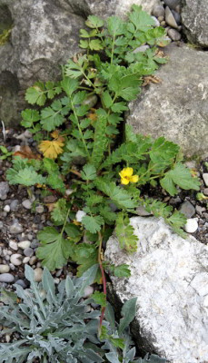 Geum_reptans_09.07.12web.jpg